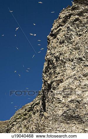Stock Photo - A view of the cliffs at Diskobukta on the western side of EdgeÏya in the Svalbard Archipelago in the Barents Sea.. Fotosearch