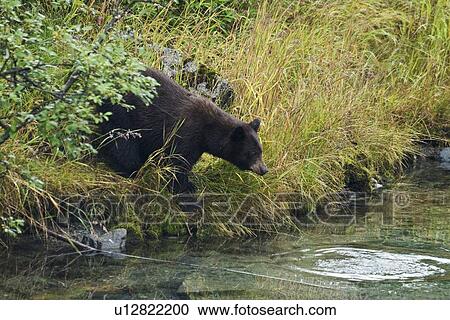 A young black bear (Ursus americanus) foraging along the streambed for red (sockeye) salmon returning to spawn near Mendenhal Glacier just outside of Juneau, Alaska, USA. Pacific Ocean. This young bear is probably only recently weaned from its mother. View Large Photo Image Stock Image - A young black bear (Ursus americanus) foraging along the streambed for red (sockeye) salmon returning to spawn near Mendenhal Glacier just outside of Juneau, Alaska, USA. Pacific Ocean. This young bear is probably only recently weaned from its mother.. Fotosearch