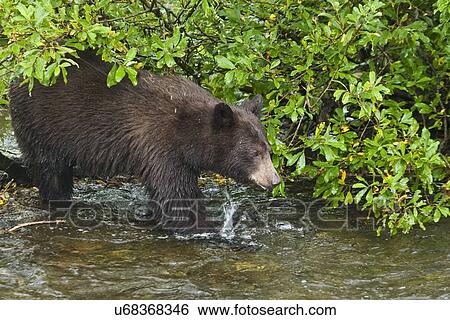 A young black bear (Ursus americanus) foraging along the streambed for red (sockeye) salmon returning to spawn near Mendenhal Glacier just outside of Juneau, Alaska, USA. Pacific Ocean. This young bear is probably only recently weaned from its mother. View Large Photo Image Stock Photograph - A young black bear (Ursus americanus) foraging along the streambed for red (sockeye) salmon returning to spawn near Mendenhal Glacier just outside of Juneau, Alaska, USA. Pacific Ocean. This young bear is probably only recently weaned from its mother.. Fotosearch