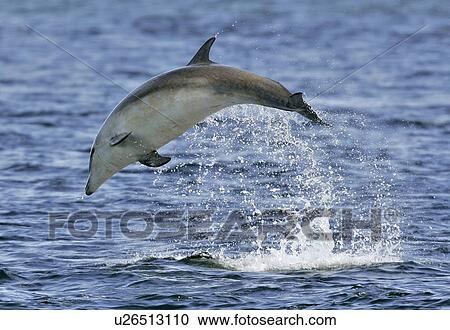 A young Bottlenose Dolphin calf (Tursiops truncatus) breaching Moray Firth, Scotland. View Large Photo Image Stock Image - A young Bottlenose Dolphin calf (Tursiops truncatus) breaching Moray Firth, Scotland.. Fotosearch