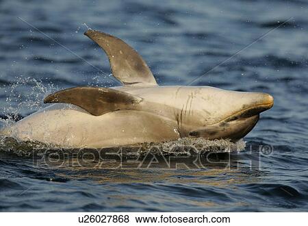 A young Bottlenose Dolphin calf (Tursiops truncatus) lands backwards after breaching, Moray Firth, Scotland. View Large Photo Image Stock Photo - A young Bottlenose Dolphin calf (Tursiops truncatus) lands backwards after breaching, Moray Firth, Scotland.. Fotosearch