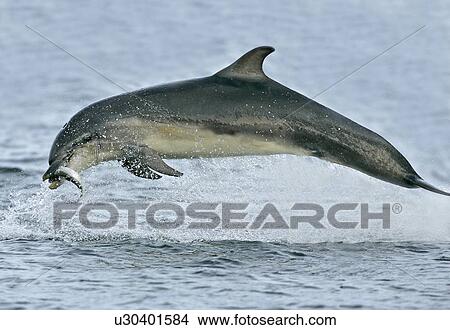 Picture - A young Bottlenose Dolphin (Tursiops truncatus) breaches with a captured fish in its mouth, Moray Firth, Scotland.. Fotosearch