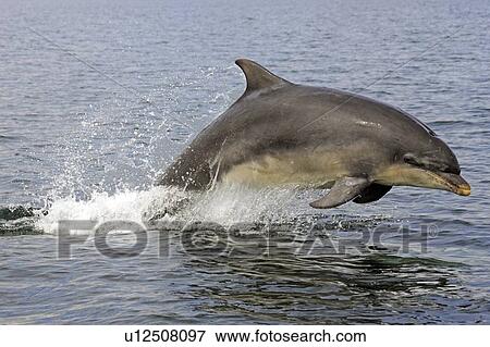 A young Bottlenose Dolphin (Tursiops truncatus) breaching from the water of the Moray Firth, Scotland View Large Photo Image Stock Photo - A young Bottlenose Dolphin (Tursiops truncatus) breaching from the water of the Moray Firth, Scotland. Fotosearch