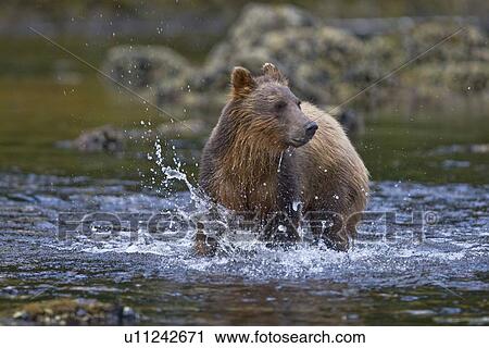 A young Brown Bear (Ursus arctos) scavenging and fishing for salmon along the beach on Chichagof Island in Southeast Alaska, USA. Pacific Ocean. View Large Photo Image Stock Image - A young Brown Bear (Ursus arctos) scavenging and fishing for salmon along the beach on Chichagof Island in Southeast Alaska, USA. Pacific Ocean.. Fotosearch