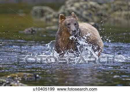 A young Brown Bear (Ursus arctos) scavenging and fishing for salmon along the beach on Chichagof Island in Southeast Alaska, USA. Pacific Ocean. View Large Photo Image Stock Photo - A young Brown Bear (Ursus arctos) scavenging and fishing for salmon along the beach on Chichagof Island in Southeast Alaska, USA. Pacific Ocean.. Fotosearch