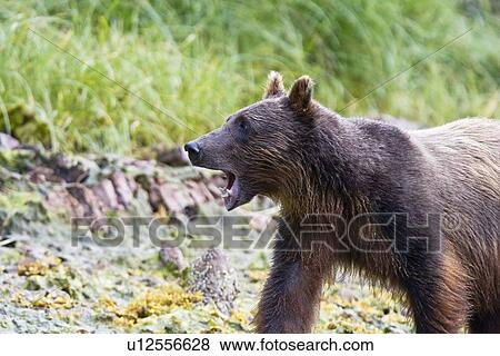 A young Brown Bear (Ursus arctos) scavenging and fishing for salmon along the beach on Chichagof Island in Southeast Alaska, USA. Pacific Ocean. View Large Photo Image Stock Photo - A young Brown Bear (Ursus arctos) scavenging and fishing for salmon along the beach on Chichagof Island in Southeast Alaska, USA. Pacific Ocean.. Fotosearch