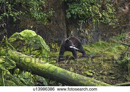 A young Brown Bear (Ursus arctos) fishing for pink and dog salmon on Chichagof Island in Southeast Alaska, USA. Pacific Ocean. This bear is from a pair of bears that are most likely three year olds and siblings from the same litter. View Large Photo Image Stock Photograph - A young Brown Bear (Ursus arctos) fishing for pink and dog salmon on Chichagof Island in Southeast Alaska, USA. Pacific Ocean. This bear is from a pair of bears that are most likely three year olds and siblings from the same litter.. Fotosearch