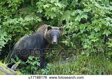 Stock Photograph - A young Brown Bear (Ursus arctos) scavenging and fishing along the banks of a salmon-filled stream in Red Bluff Bay on Baranof Island in Southeast Alaska, USA. Pacific Ocean. (rr). Fotosearch
