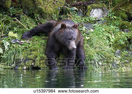A young coastal brown bear (Ursus arctos horibilis) in an unusual position while fishing for pink salmon in a shallow stream on Chichagof Island, Southeast Alaska, USA. View Large Photo Image Picture - A young coastal brown bear (Ursus arctos horibilis) in an unusual position while fishing for pink salmon in a shallow stream on Chichagof Island, Southeast Alaska, USA.. Fotosearch