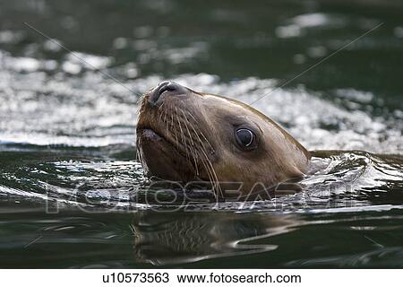 A young northern (Steller) sea lion (Eumetopias jubatus) from a colony on sail rock in Frederick Sound, southeastern Alaska. This is the second largest of all pinnipeds in North America, with males reaching a length of over 10 feet and 2, 000 pounds while View Large Photo Image Stock Image - A young northern (Steller) sea lion (Eumetopias jubatus) from a colony on sail rock in Frederick Sound, southeastern Alaska. This is the second largest of all pinnipeds in North America, with males reaching a length of over 10 feet and 2, 000 pounds while . Fotosearch