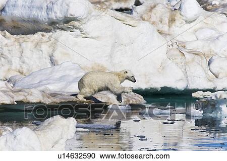 Stock Image - A young polar bear (Ursus maritimus) leaping from floe to floe on multi-year ice floes in the Barents Sea off the eastern coast of EdgeÏya (Edge Island) in the Svalbard Archipelago, Norway.. Fotosearch