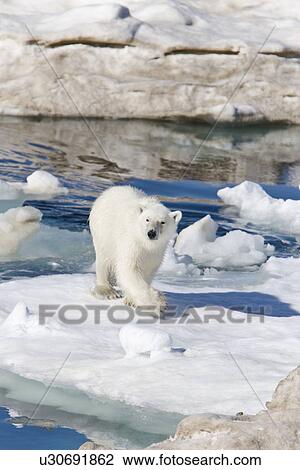 Stock Image - A young polar bear (Ursus maritimus) leaping from ice floe to ice floe on multi-year ice floes in the Barents Sea off the eastern coast of EdgeÏya (Edge Island) in the Svalbard Archipelago, Norway.. Fotosearch