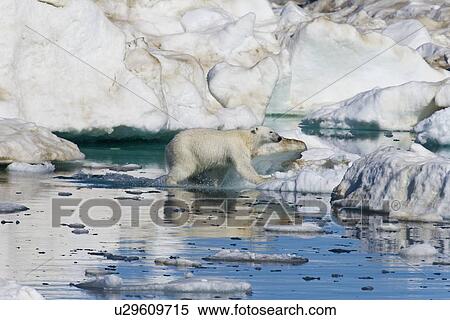 Stock Photography - A young polar bear (Ursus maritimus) leaping from floe to floe on multi-year ice floes in the Barents Sea off the eastern coast of EdgeÏya (Edge Island) in the Svalbard Archipelago, Norway.. Fotosearch