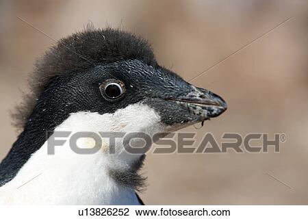 Stock Image - Adelie penguin chick (Pygoscelis adeliae) fledging its downy feathers for the adult feathers underneath on Devil Island, Antarctica.. Fotosearch