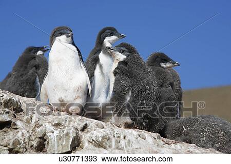 Stock Image - Adelie penguin (Pygoscelis adeliae) chicks creching on Devil Island on the Northeast side of the Antarctic Peninsula.. Fotosearch