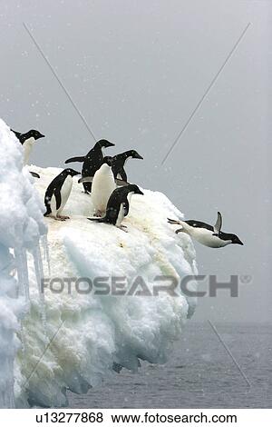 Adelie penguin (Pygoscelis adeliae) leaping off an iceberg to return to the sea to feed on Devil Island near the Antarctic Peninsula. View Large Photo Image Stock Photo - Adelie penguin (Pygoscelis adeliae) leaping off an iceberg to return to the sea to feed on Devil Island near the Antarctic Peninsula.. Fotosearch