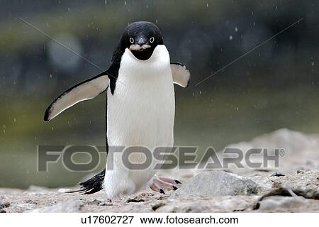 Adelie Penguin (Pygoscelis adeliae) Adult stealing rocks for a nest near the Antarctic Peninsula. View Large Photo Image Stock Photo - Adelie Penguin (Pygoscelis adeliae) Adult stealing rocks for a nest near the Antarctic Peninsula.. Fotosearch