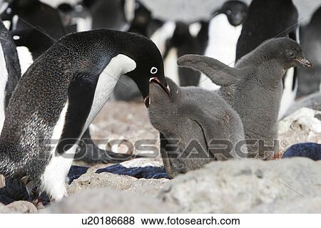 Adelie penguin (Pygoscelis adeliae) adult feeding chick on Devil Island near the Antarctic Peninsula. View Large Photo Image Stock Photo - Adelie penguin (Pygoscelis adeliae) adult feeding chick on Devil Island near the Antarctic Peninsula.. Fotosearch