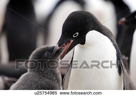 Adelie penguin (Pygoscelis adeliae) adult feeding chick on Devil Island near the Antarctic Peninsula. View Large Photo Image Stock Photography - Adelie penguin (Pygoscelis adeliae) adult feeding chick on Devil Island near the Antarctic Peninsula.. Fotosearch