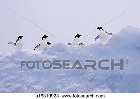 Stock Image - Adelie penguins (Pygoscelis adeliae) on iceberg, near Danco Island, Antarctic Peninsula. Fotosearch