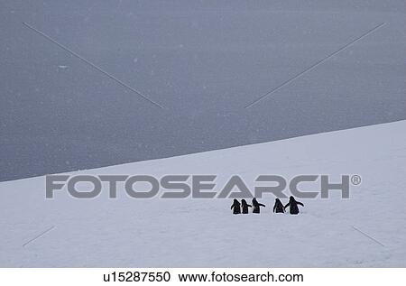 Adelie penguins (Pygoscelis adeliae) returning to sea on snowy day, Danco Island, Antarctic Peninsula View Large Photo Image Stock Image - Adelie penguins (Pygoscelis adeliae) returning to sea on snowy day, Danco Island, Antarctic Peninsula. Fotosearch