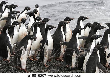 Stock Photo - Adelie penguins (Pygoscelis adeliae) marching down the beach and preparing to enter the ocean as a tight group (for safety) on Paulet Island, Antarctic Peninsula. Adelie penguins are truly an ice dependant penguin species.. Fotosearch