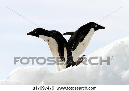 Stock Photo - Adult Adelie penguin pair (Pygoscelis adeliae) hauled out on an iceberg at Devil Island, Antarctic Peninsula. Adelie penguins are truly an ice dependant penguin species.. Fotosearch