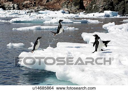 Adult Adelie penguin (Pygoscelis adeliae) leaping from the sea onto ice floes near Heroina Island in the Weddell Sea, Antarctica. This penguin species is totally dependant on ice. View Large Photo Image Picture - Adult Adelie penguin (Pygoscelis adeliae) leaping from the sea onto ice floes near Heroina Island in the Weddell Sea, Antarctica. This penguin species is totally dependant on ice.. Fotosearch