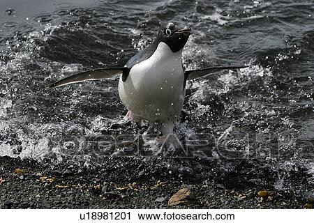 Stock Image - Adult Adelie penguin (Pygoscelis adeliae) returning from the sea to feed its chick on Paulet Island on the Northeast side of the Antarctic Peninsula.. Fotosearch
