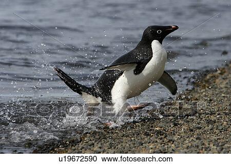 Stock Image - Adult Adelie penguin (Pygoscelis adeliae) returning from the sea to feed its chick on Paulet Island on the Northeast side of the Antarctic Peninsula.. Fotosearch