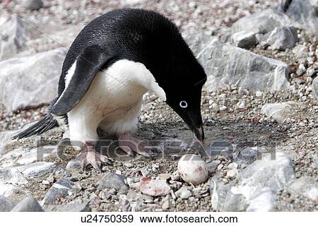 Adult Adelie penguin (Pygoscelis adeliae) inspecting a non-viable egg at Devil Island, Antarctic Peninsula. Adelie penguins are truly an ice dependant penguin species. View Large Photo Image Stock Photo - Adult Adelie penguin (Pygoscelis adeliae) inspecting a non-viable egg at Devil Island, Antarctic Peninsula. Adelie penguins are truly an ice dependant penguin species.. Fotosearch