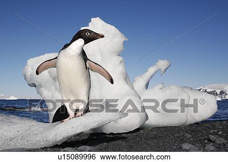 Stock Photograph - Adult Adelie penguin (Pygoscelis adeliae) standing on ice on Paulet Island on the Northeast side of the Antarctic Peninsula.. Fotosearch