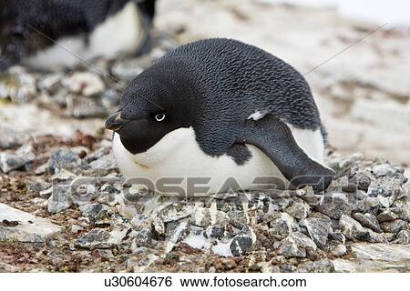 Adult Adelie penguin (Pygoscelis adeliae) lying on an egg on breeding colony on Petermann Island, Antarctica. There are an estimated 2 million breeding pairs of chinstrap penguins in the Antarctic peninsula region alone, perhaps as many as 7. 5 million br View Large Photo Image Stock Photograph - Adult Adelie penguin (Pygoscelis adeliae) lying on an egg on breeding colony on Petermann Island, Antarctica. There are an estimated 2 million breeding pairs of chinstrap penguins in the Antarctic peninsula region alone, perhaps as many as 7. 5 million br. Fotosearch