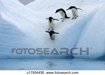 Adult Adelie penguins (Pygoscelis adeliae) lining up to leap off of an iceberg at Paulet Island in the Weddell Sea. View Large Photo Image Stock Image - Adult Adelie penguins (Pygoscelis adeliae) lining up to leap off of an iceberg at Paulet Island in the Weddell Sea.. Fotosearch