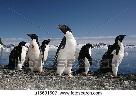 Adult Adelie penguins (Pygoscelis adeliae) lining up to return to the sea to feed on Paulet Island on the Northeast side of the Antarctic Peninsula. View Large Photo Image Stock Photo - Adult Adelie penguins (Pygoscelis adeliae) lining up to return to the sea to feed on Paulet Island on the Northeast side of the Antarctic Peninsula.. Fotosearch