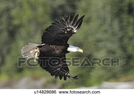 Adult American Bald Eagle (Haliaeetus leucocephalus) taking flight near Juneau in Southeast Alaska, USA. Pacific Ocean. View Large Photo Image Stock Photograph - Adult American Bald Eagle (Haliaeetus leucocephalus) taking flight near Juneau in Southeast Alaska, USA. Pacific Ocean.. Fotosearch