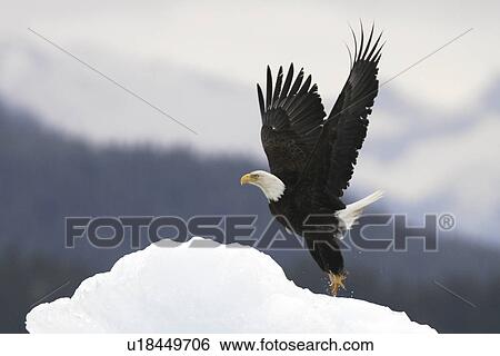 Adult American Bald Eagle (Haliaeetus leucocephalus) taking flight off iceberg calved from LeConte Glacier in Southeast Alaska, USA. Pacific Ocean. View Large Photo Image Stock Photograph - Adult American Bald Eagle (Haliaeetus leucocephalus) taking flight off iceberg calved from LeConte Glacier in Southeast Alaska, USA. Pacific Ocean.. Fotosearch