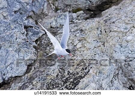 Stock Image - Adult Antarctic Tern (Sterna vittata) nesting and mating on Enterprise Island near the wreck of the Gouvernoren, a Norwegian whaler which caught fire and sank in Wilhelmina Bay in 1916, Antarctica. Fotosearch
