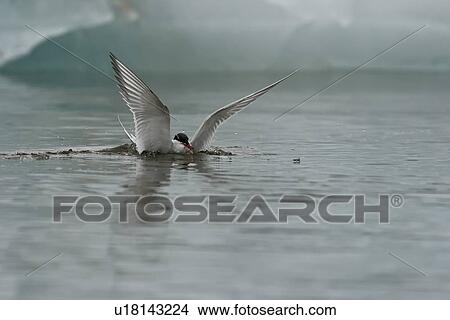 Adult arctic tern (Sterna paradisaea) feeding on small fish and krill in Esbukta on Spitsbergen Island in the Svalbard Archipelago, Norway. The arctic tern makes one of the longest annual migrations of any animal on Earth, flying from the high Arctic all  View Large Photo Image Picture - Adult arctic tern (Sterna paradisaea) feeding on small fish and krill in Esbukta on Spitsbergen Island in the Svalbard Archipelago, Norway. The arctic tern makes one of the longest annual migrations of any animal on Earth, flying from the high Arctic all . Fotosearch