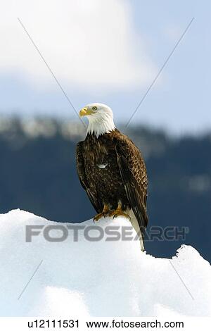 Adult bald eagle (Haliaeetus leucocephalus) on iceberg calved from the LeConte Glacier just outside of Petersburg, Southeast Alaska. It takes an adult bald eagle 5 years to have the characteristic white head and tail feathers in maturity. View Large Photo Image Stock Image - Adult bald eagle (Haliaeetus leucocephalus) on iceberg calved from the LeConte Glacier just outside of Petersburg, Southeast Alaska. It takes an adult bald eagle 5 years to have the characteristic white head and tail feathers in maturity.. Fotosearch