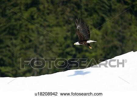 Stock Image - Adult bald eagle (Haliaeetus leucocephalus) on iceberg calved from the LeConte Glacier just outside of Petersburg, Southeast Alaska. It takes an adult bald eagle 5 years to have the characteristic white head and tail feathers in maturity. (rr). Fotosearch