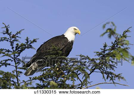 Adult bald eagle (Haliaeetus leucocephalus) in tree just outside Petersburg, Southeast Alaska, USA. View Large Photo Image Stock Photography - Adult bald eagle (Haliaeetus leucocephalus) in tree just outside Petersburg, Southeast Alaska, USA.. Fotosearch