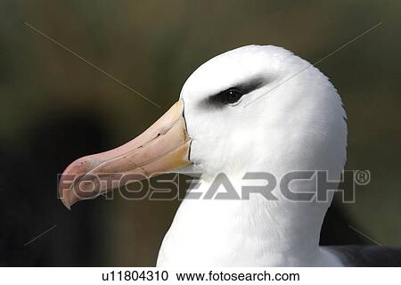 Adult black-browed albatross (Thalassarche melanophrys) (head detail) at Devil's Nose on New Island in the Falkland Island Group, Falklands. View Large Photo Image Stock Image - Adult black-browed albatross (Thalassarche melanophrys) (head detail) at Devil's Nose on New Island in the Falkland Island Group, Falklands.. Fotosearch