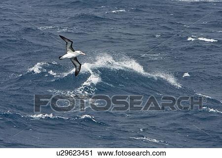 Stock Image - Adult Black-browed albatross (Thalassarche melanophrys) on the wing in the Drake passage between South America and Antarctica, Southern Ocean.. Fotosearch