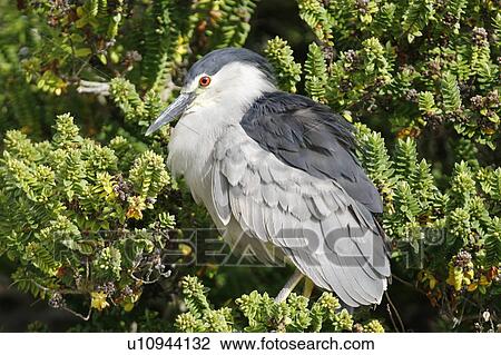 Adult Black-crowned Night-heron (Nycticorax falklandicus) on Carcass Island in the Falkland Islands, south Atlantic Ocean. View Large Photo Image Stock Image - Adult Black-crowned Night-heron (Nycticorax falklandicus) on Carcass Island in the Falkland Islands, south Atlantic Ocean.. Fotosearch
