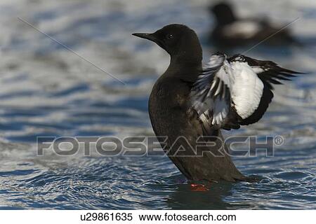 Adult black guillemot (Cepphus grylle) in summer plumage in the Svalbard Archipelago in the Barents Sea, Norway. View Large Photo Image Stock Photography - Adult black guillemot (Cepphus grylle) in summer plumage in the Svalbard Archipelago in the Barents Sea, Norway.. Fotosearch