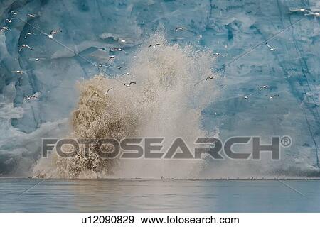 Adult black-legged kittiwake (Rissa tridactyla) take flight during a calving event near a glacier in the Svalbard Archipelago, Barents Sea, Norway. View Large Photo Image Stock Photo - Adult black-legged kittiwake (Rissa tridactyla) take flight during a calving event near a glacier in the Svalbard Archipelago, Barents Sea, Norway.. Fotosearch