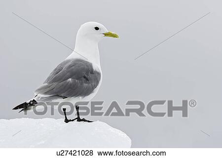 Adult black-legged kittiwake (Rissa tridactyla) on ice in the Svalbard Archipelago, Barents Sea, Norway. View Large Photo Image Stock Photo - Adult black-legged kittiwake (Rissa tridactyla) on ice in the Svalbard Archipelago, Barents Sea, Norway.. Fotosearch