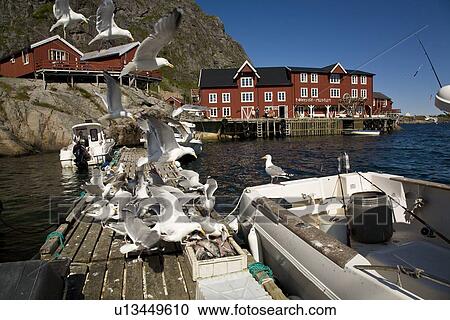 Stock Image - Adult black-legged kittiwakes (Rissa tridactyla) on the docks in the town of?, Norway.. Fotosearch