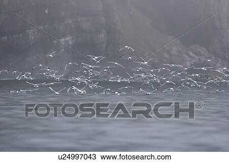 Adult black-legged kittiwakes (Rissa tridactyla) in flight in fog on the Svalbard Archipelago, Barents Sea, Norway. View Large Photo Image Stock Image - Adult black-legged kittiwakes (Rissa tridactyla) in flight in fog on the Svalbard Archipelago, Barents Sea, Norway.. Fotosearch